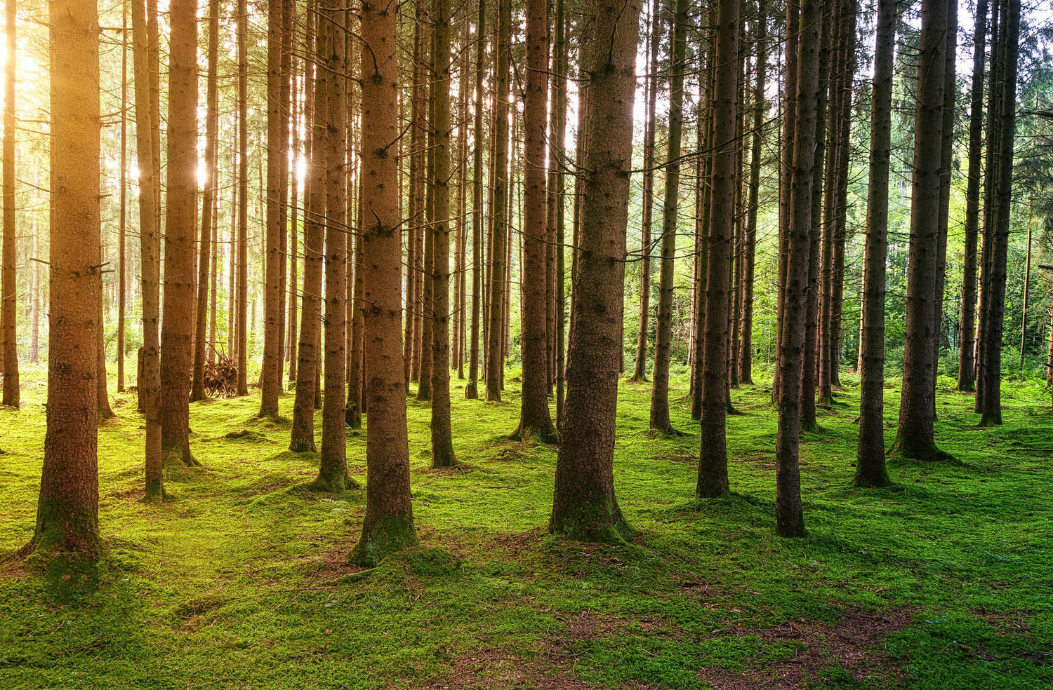 Sun behind the forest