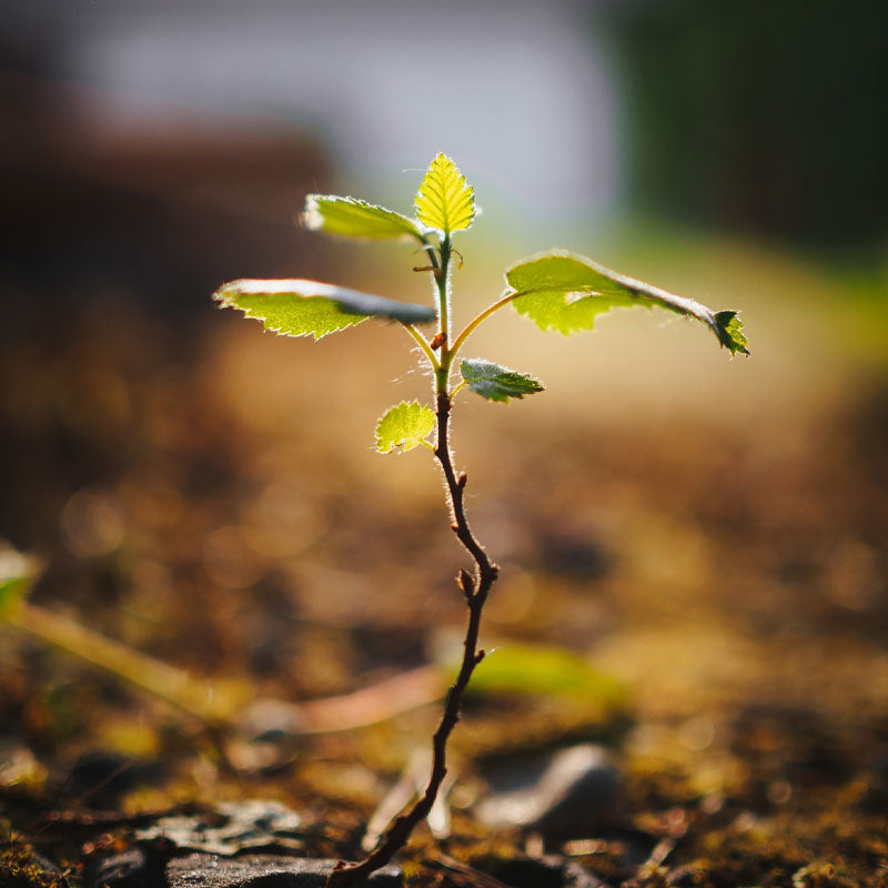 Tree in ground